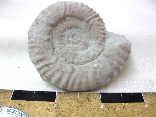 Italy Fossil Ammonite #4