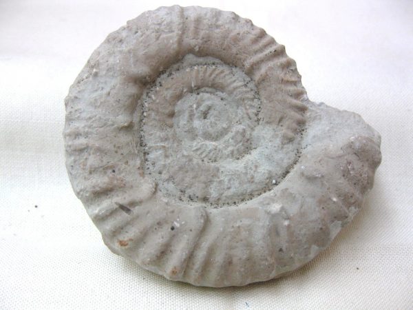 Italy Fossil Ammonite #4 - Image 5