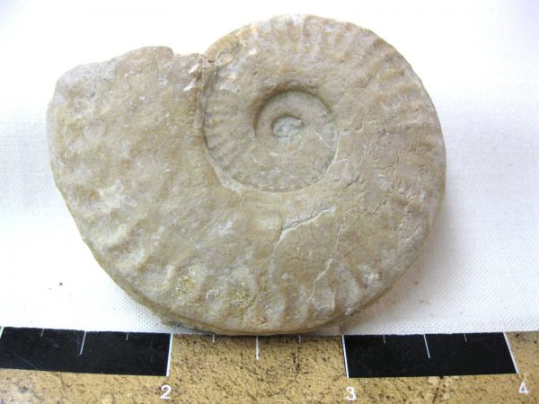 Italy Fossil Ammonite #5