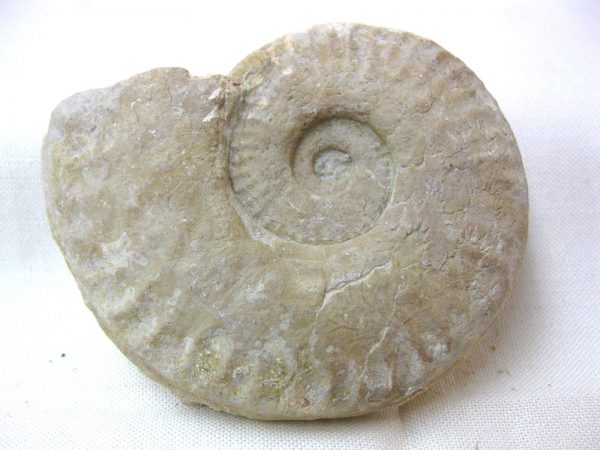 Italy Fossil Ammonite #5 - Image 5