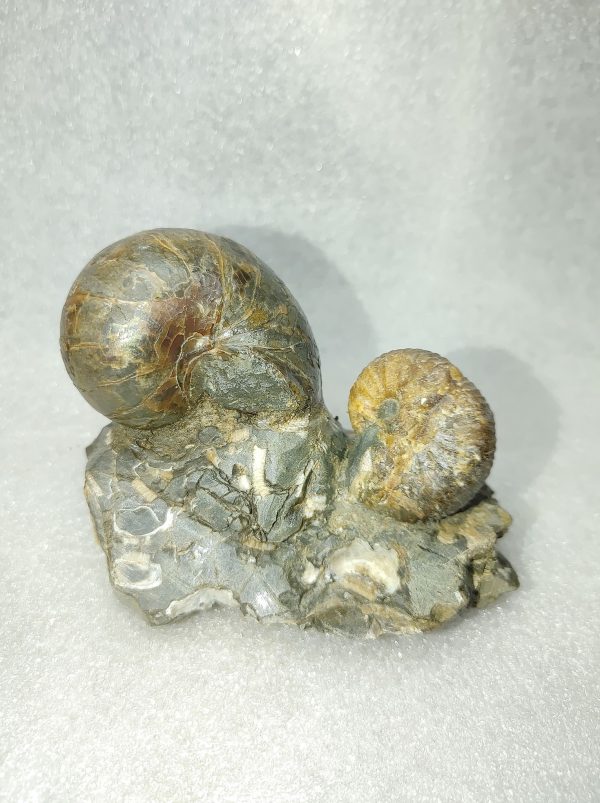 Montana Fossil Ammonite #4