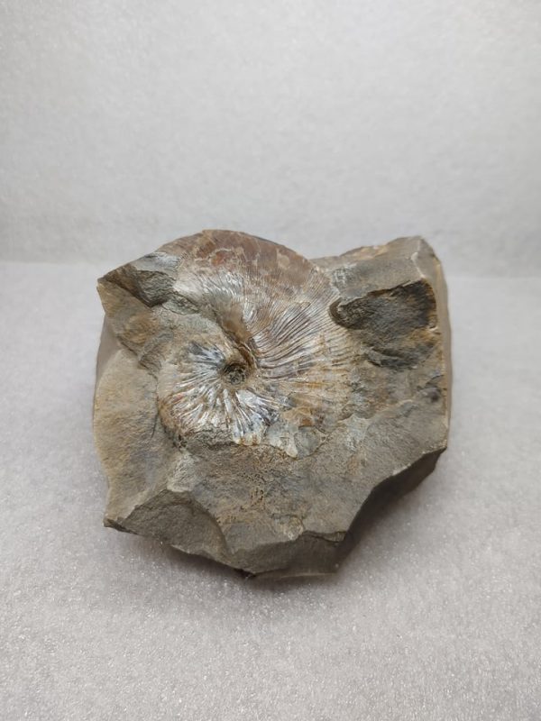 Genuine Cretaceous Age South Dakota Ammonite Fossil for Sale #6