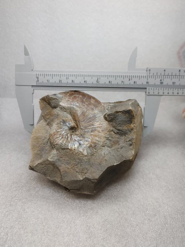 Genuine Cretaceous Age South Dakota Ammonite Fossil for Sale #6a