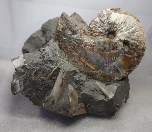 Genuine Cretaceous Age South Dakota Ammonite Fossil for Sale #8