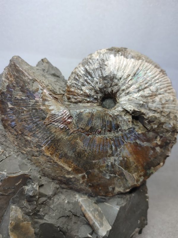 Genuine Cretaceous Age South Dakota Ammonite Fossil for Sale #8a