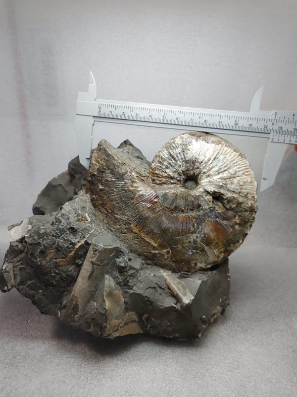 Genuine Cretaceous Age South Dakota Ammonite Fossil for Sale #8b