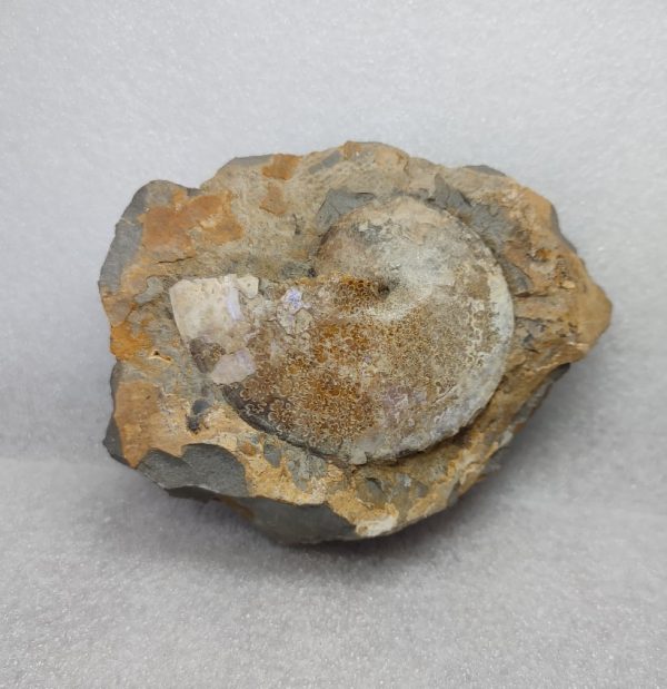 Genuine Cretaceous Age South Dakota Ammonite Fossil for Sale #9