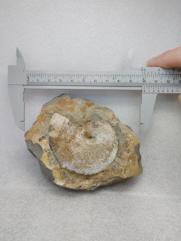 Genuine Cretaceous Age South Dakota Ammonite Fossil for Sale #9a