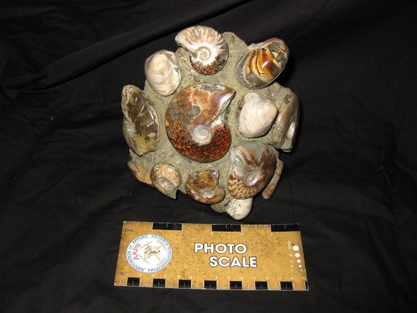 Genuine Cretaceous Age Ammonite Cluster Fossil for Sale from Madagascar #3