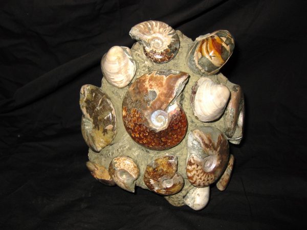 Genuine Cretaceous Age Ammonite Cluster Fossil for Sale from Madagascar #3a