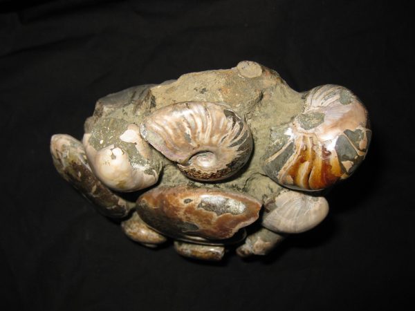 Genuine Cretaceous Age Ammonite Cluster Fossil for Sale from Madagascar #3b