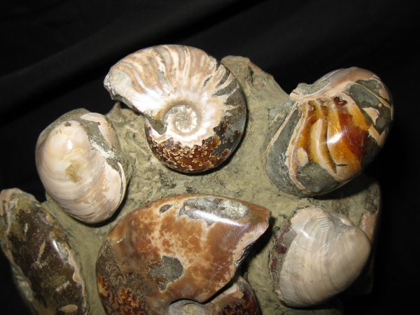 Genuine Cretaceous Age Ammonite Cluster Fossil for Sale from Madagascar #3c