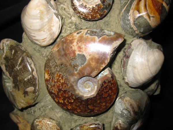 Genuine Cretaceous Age Ammonite Cluster Fossil for Sale from Madagascar #3e