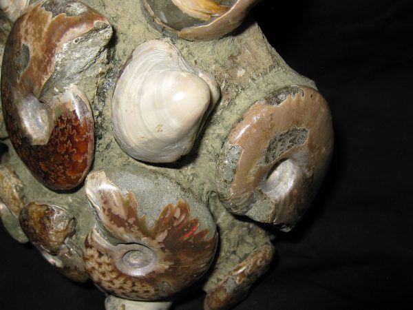 Genuine Cretaceous Age Ammonite Cluster Fossil for Sale from Madagascar #3f