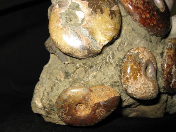 Genuine Cretaceous Age Ammonite Cluster Fossil for Sale from Madagascar #3g