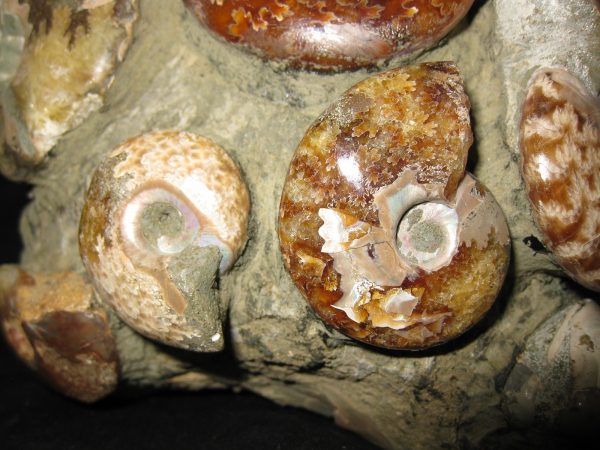 Genuine Cretaceous Age Ammonite Cluster Fossil for Sale from Madagascar #3h