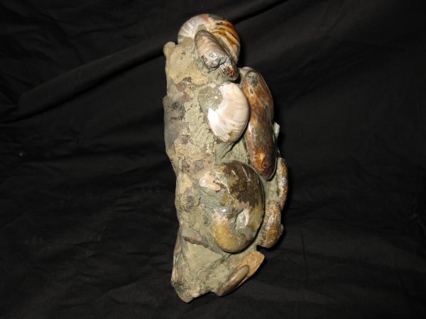 Genuine Cretaceous Age Ammonite Cluster Fossil for Sale from Madagascar #3j