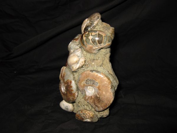 Genuine Cretaceous Age Ammonite Cluster Fossil for Sale from Madagascar #3k