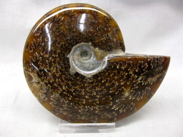 Madagascar Medium Whole Ammonite #1