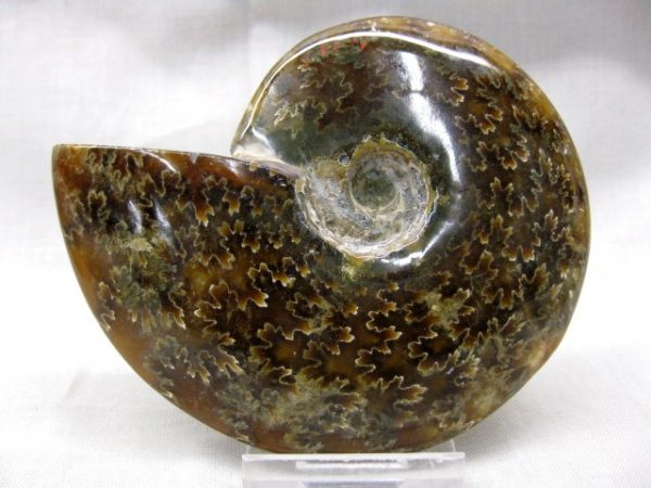 Madagascar Medium Whole Ammonite #1 - Image 2