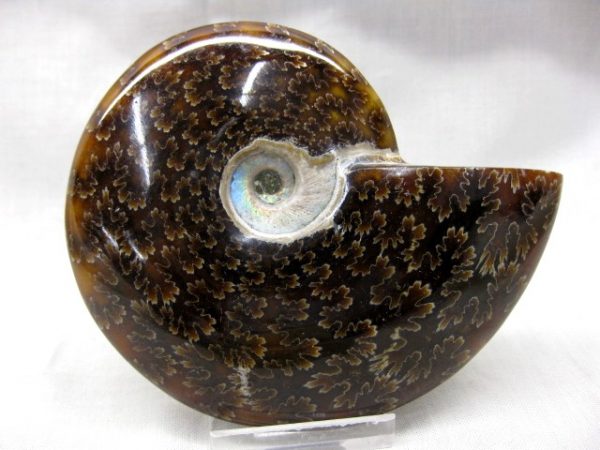 Madagascar Medium Whole Ammonite #2