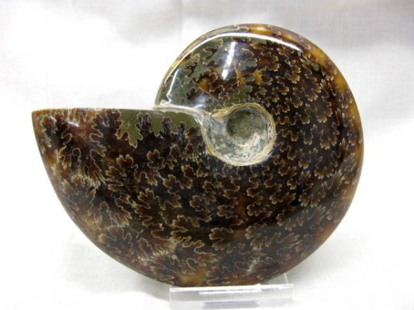 Madagascar Medium Whole Ammonite #2 - Image 2