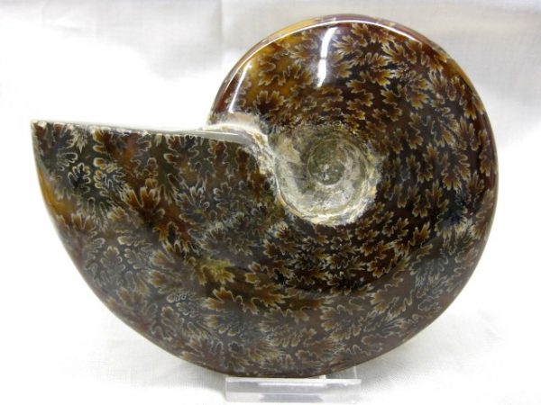 Madagascar Medium Whole Ammonite #5 - Image 2