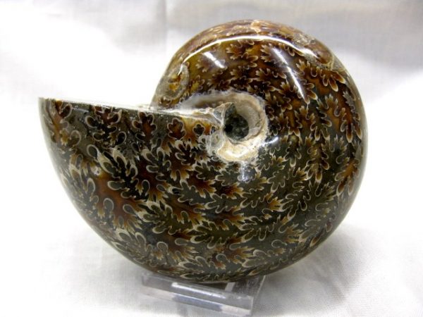 Madagascar Medium Whole Ammonite #4 - Image 2