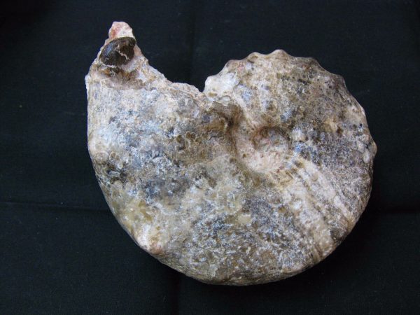 Mammites nodosoides Ammonite #2