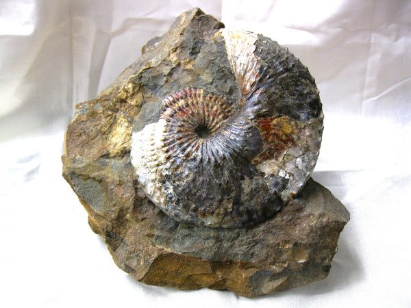 South Dakota Hoploscaphites Ammonite #2