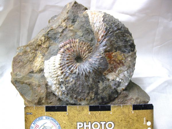 South Dakota Hoploscaphites Ammonite #2 - Image 2