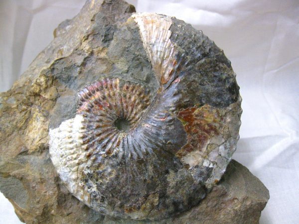 South Dakota Hoploscaphites Ammonite #2 - Image 8