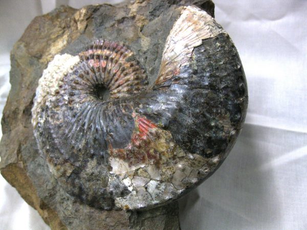 South Dakota Hoploscaphites Ammonite #2 - Image 7