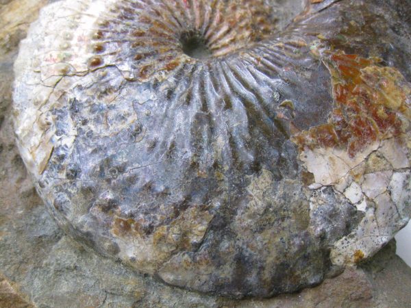 South Dakota Hoploscaphites Ammonite #2 - Image 6