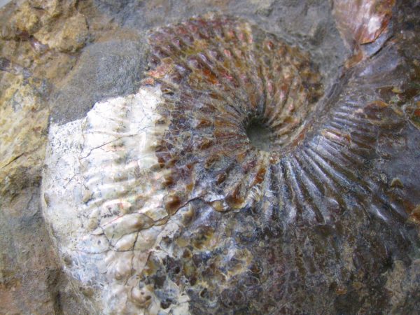 South Dakota Hoploscaphites Ammonite #2 - Image 5