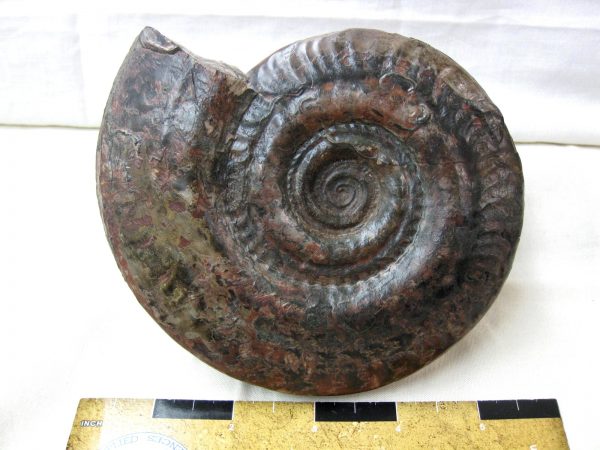 French Hildocaris Ammonite #1