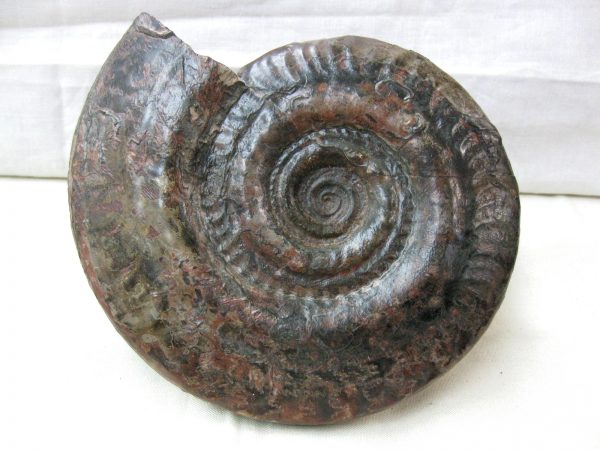 French Hildocaris Ammonite #1 - Image 2