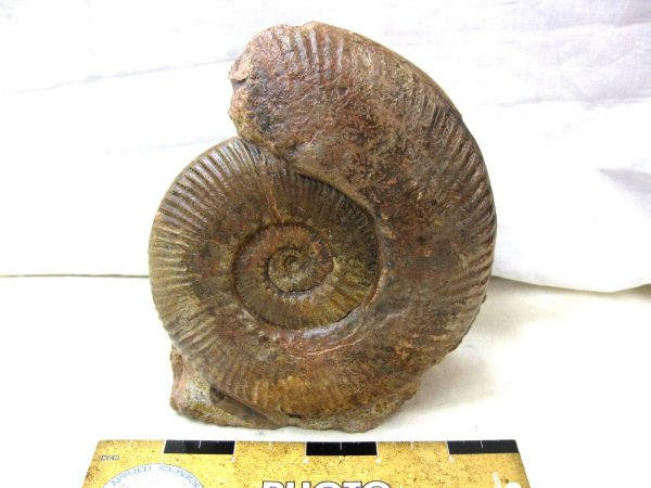 French Hammatoceras Ammonite #1