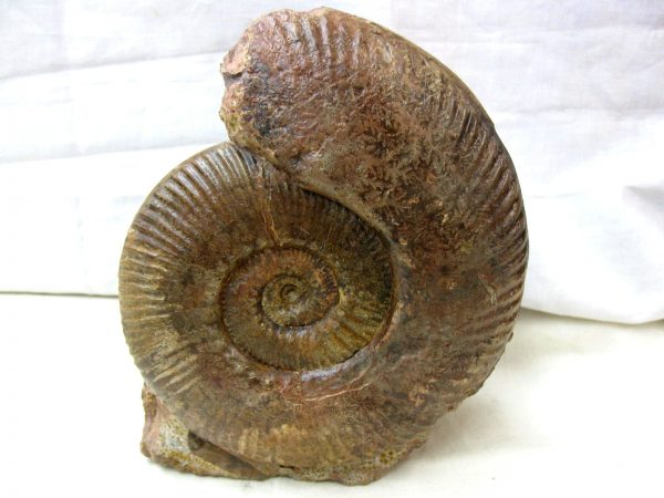 French Hammatoceras Ammonite #1 - Image 2