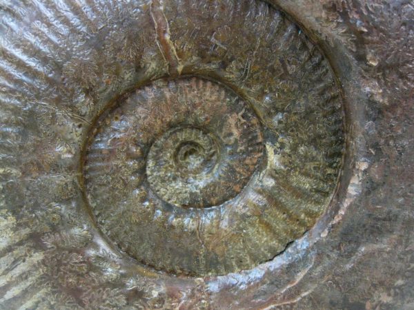 French Hammatoceras Ammonite #1 - Image 6