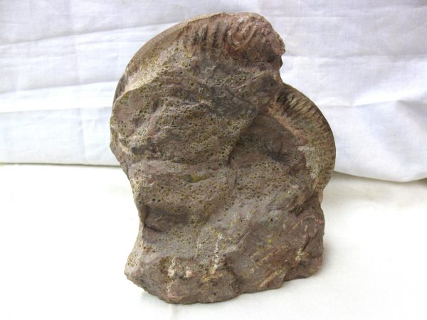 French Hammatoceras Ammonite #1 - Image 3