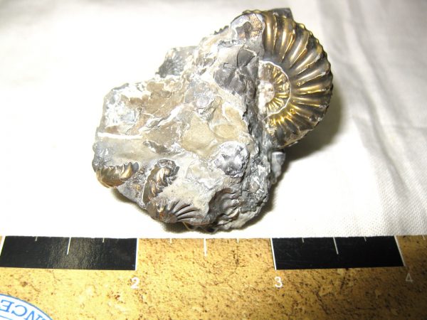 German Pleuroceras Ammonite #13