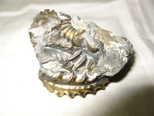 German Pleuroceras Ammonite #13 - Image 5