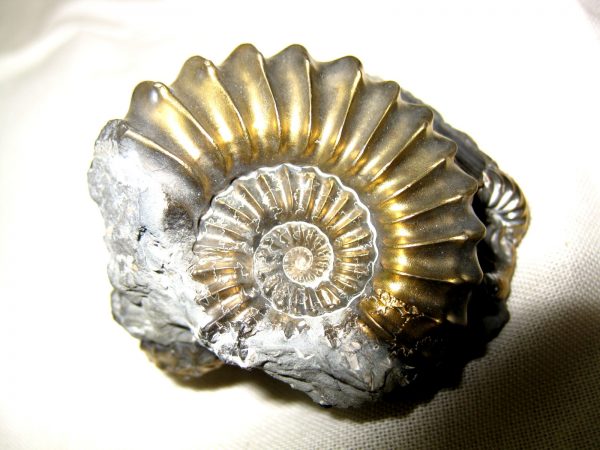 German Pleuroceras Ammonite #13 - Image 3