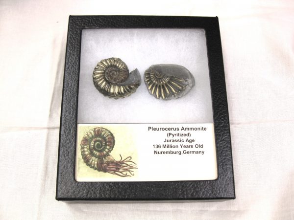 German Pleuroceras Ammonite #8