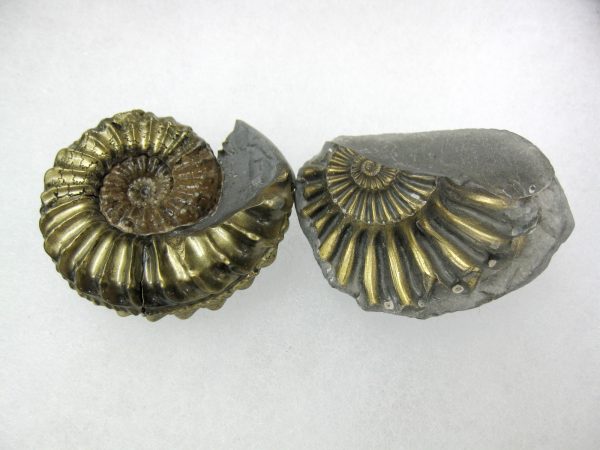 German Pleuroceras Ammonite #8 - Image 2