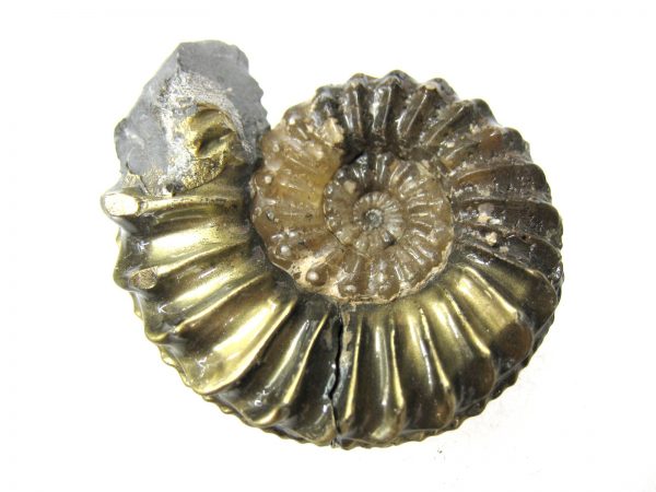 German Pleuroceras Ammonite #8 - Image 5