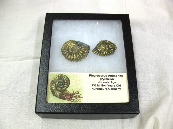 German Pleuroceras Ammonite #9