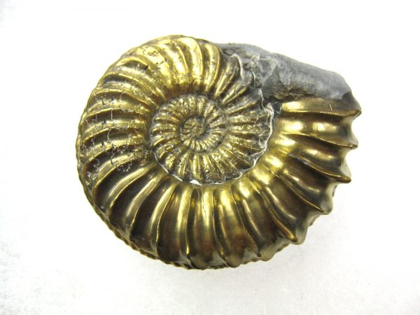 German Pleuroceras Ammonite #9 - Image 6