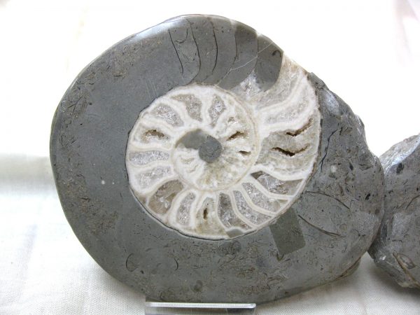 Indonesia Fossil Ammonite #1 - Image 2